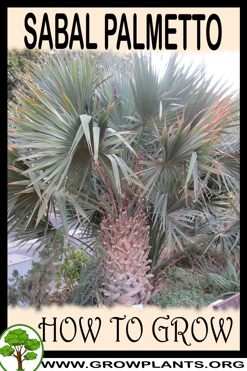 Sabal palmetto How to grow & care