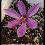 Saffron plant