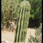 Saguaro