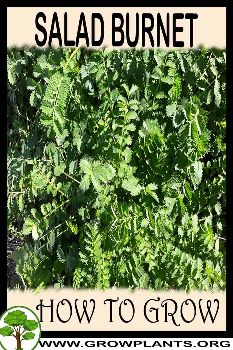 How to grow Salad burnet