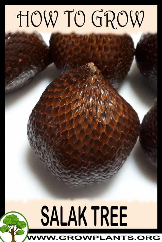 Salak plant