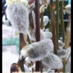 Salix caprea