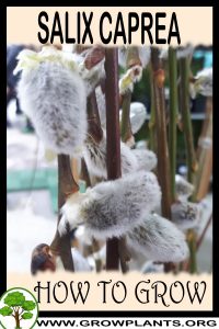 How to grow Salix caprea