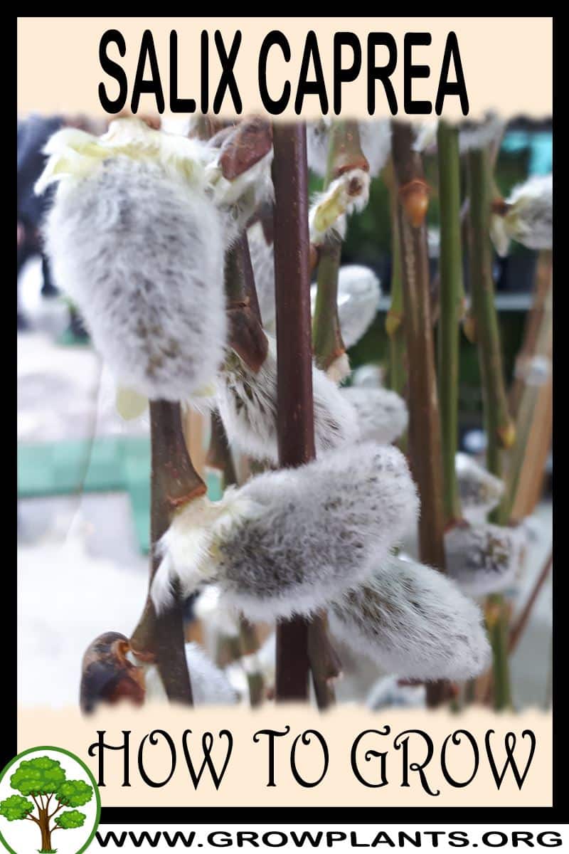 How to grow Salix caprea