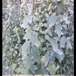 Salix repens