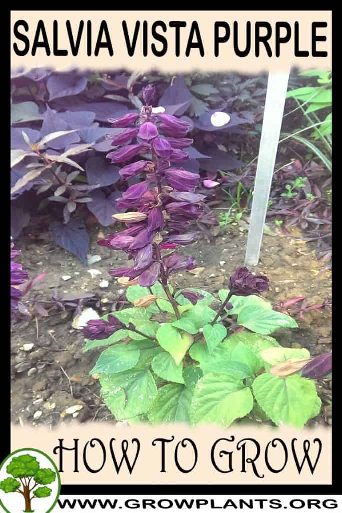 Salvia vista purple