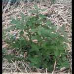 Salvia chamaedryoides