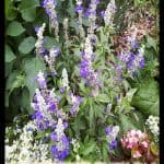 Salvia farinacea