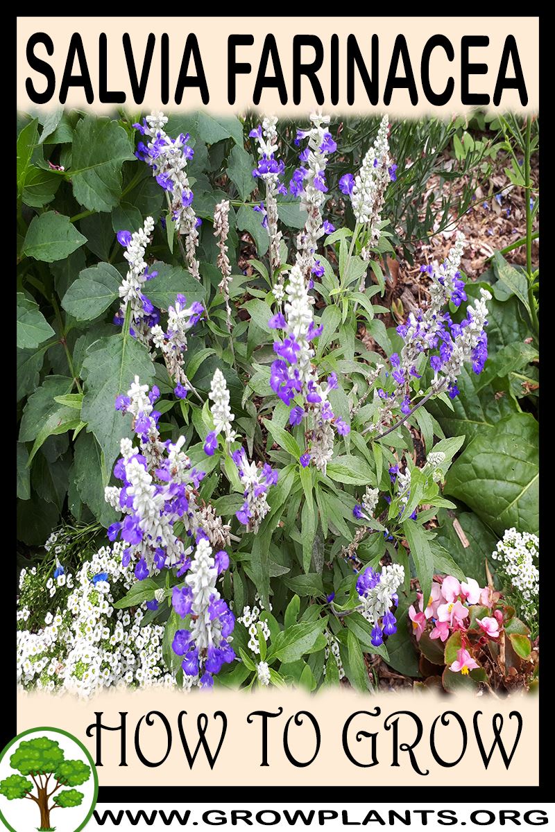 How to grow Salvia farinacea