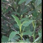 Salvia fruticosa