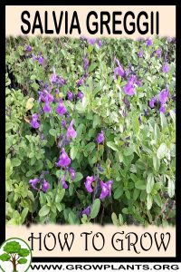 How to grow Salvia greggii