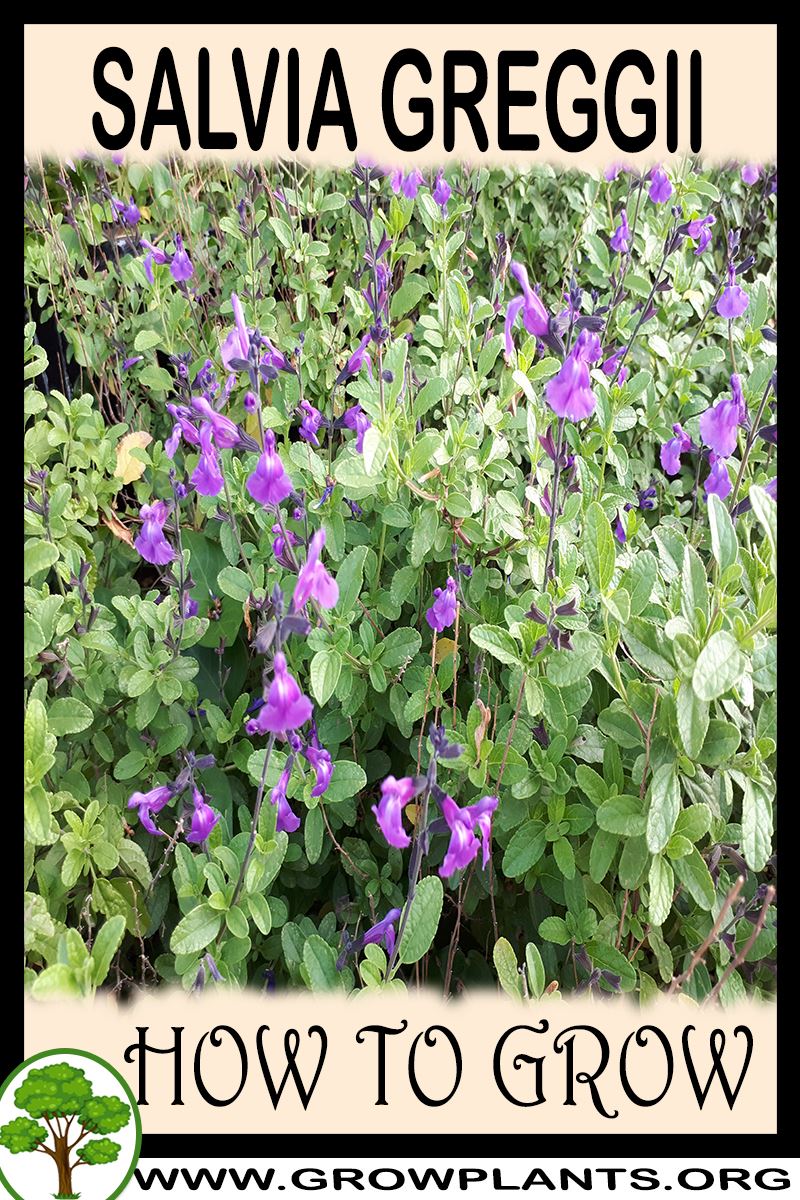 How to grow Salvia greggii