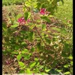 Salvia involucrata