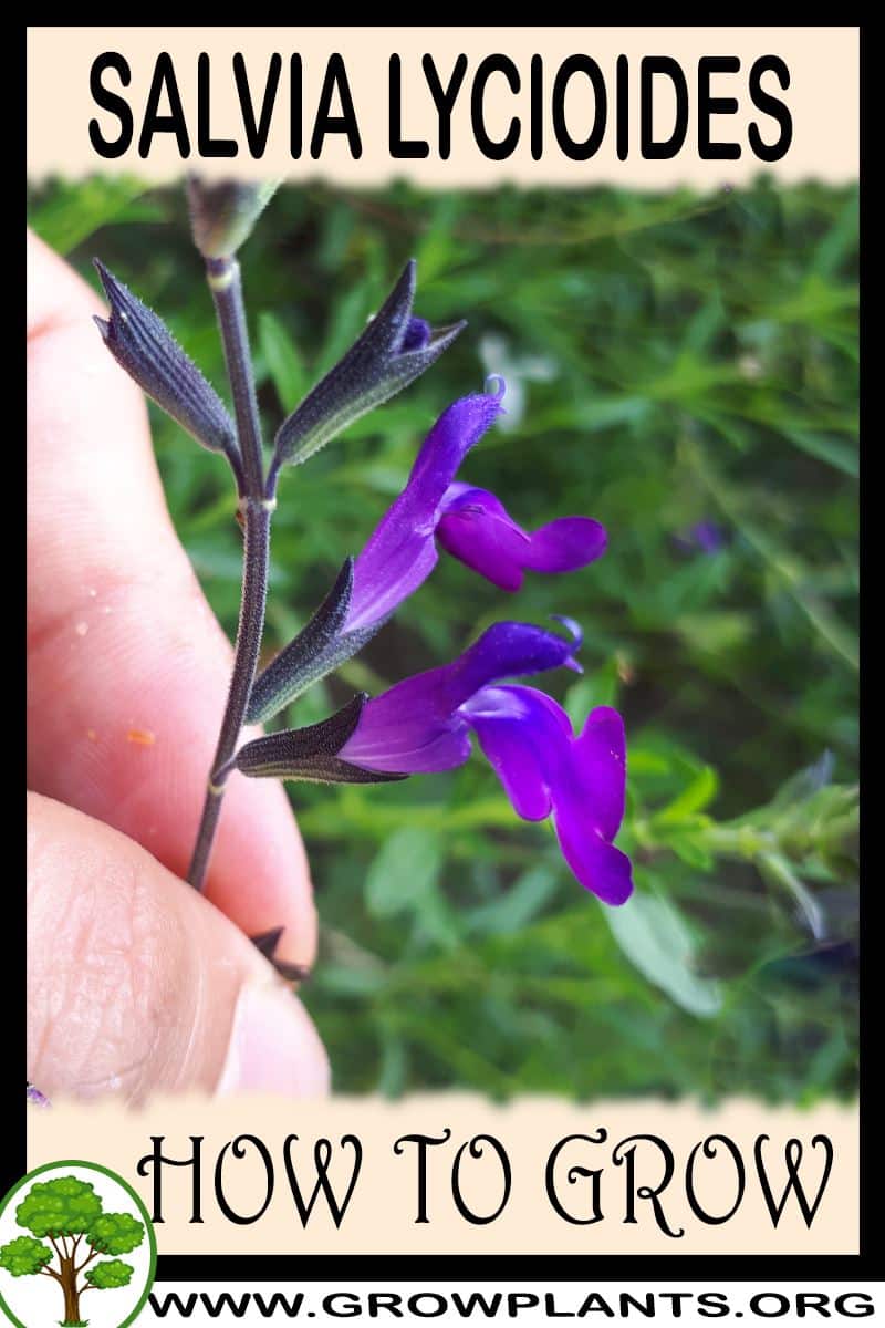 How to grow Salvia lycioides