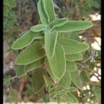 Salvia officinalis