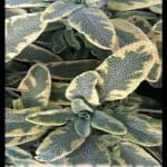 Salvia officinalis Icterina