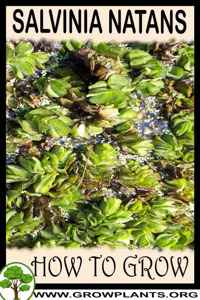 Salvinia natans