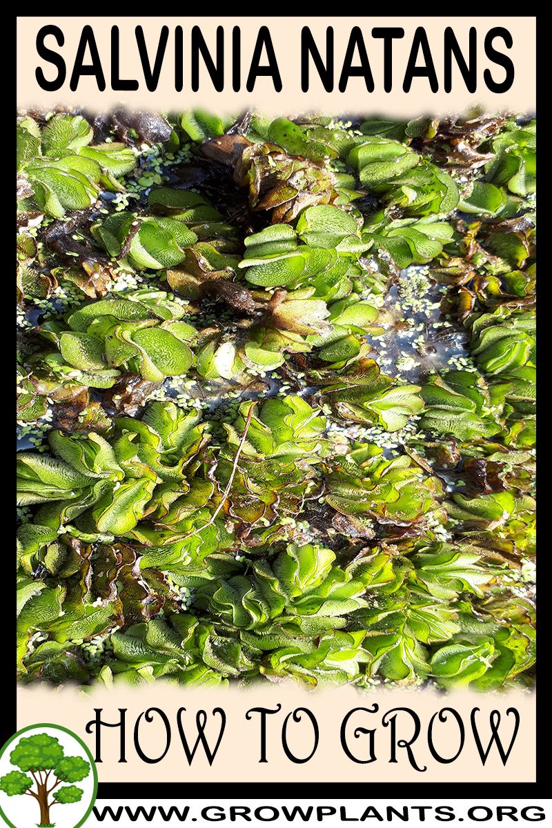 How to grow Salvinia natans