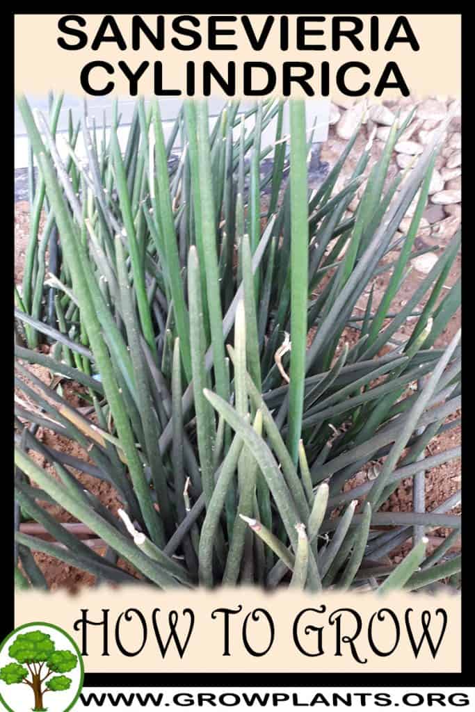 Sansevieria cylindrica