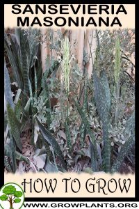 How to grow Sansevieria masoniana