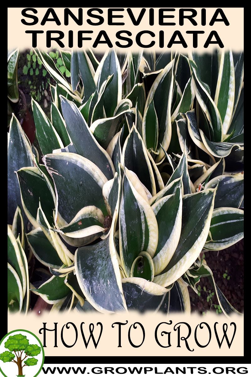 How to grow Sansevieria trifasciata