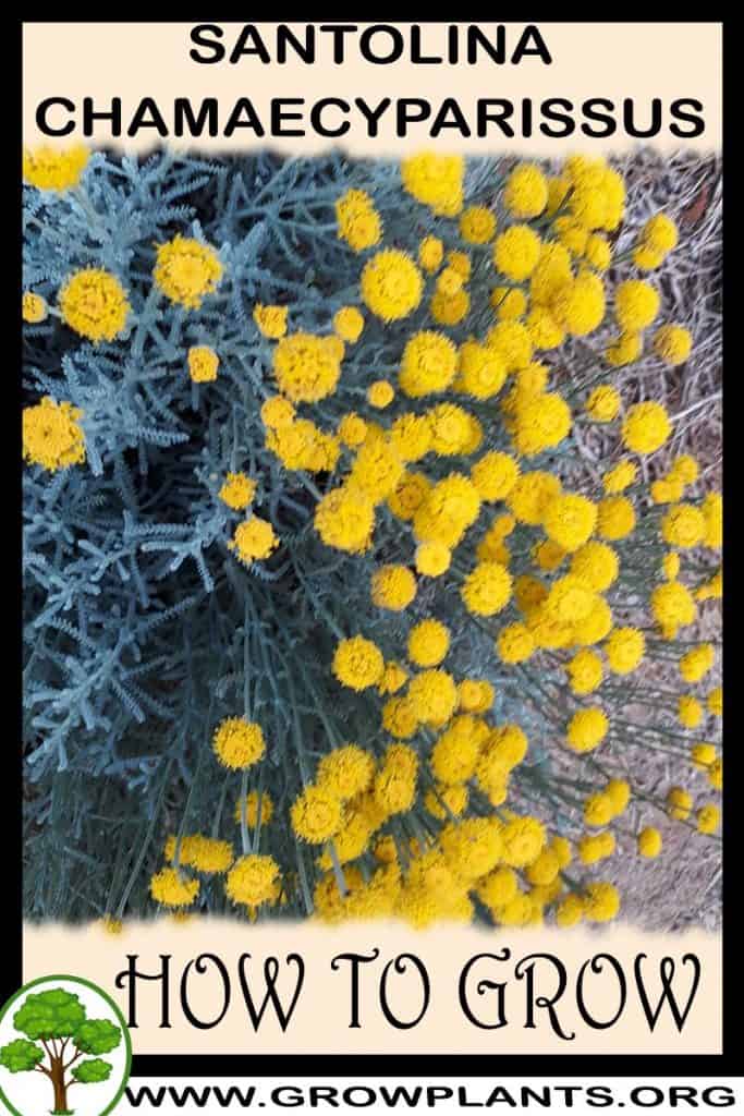 Santolina chamaecyparissus