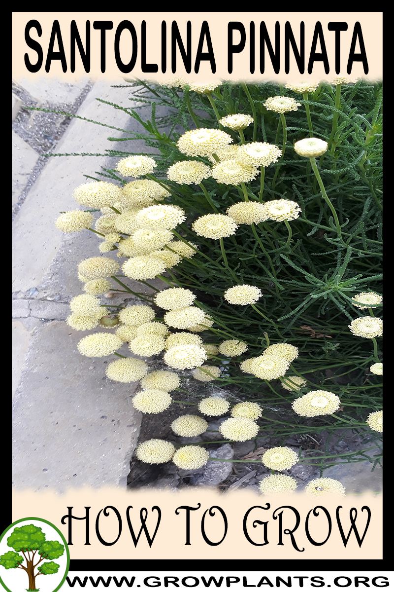 How to grow Santolina pinnata