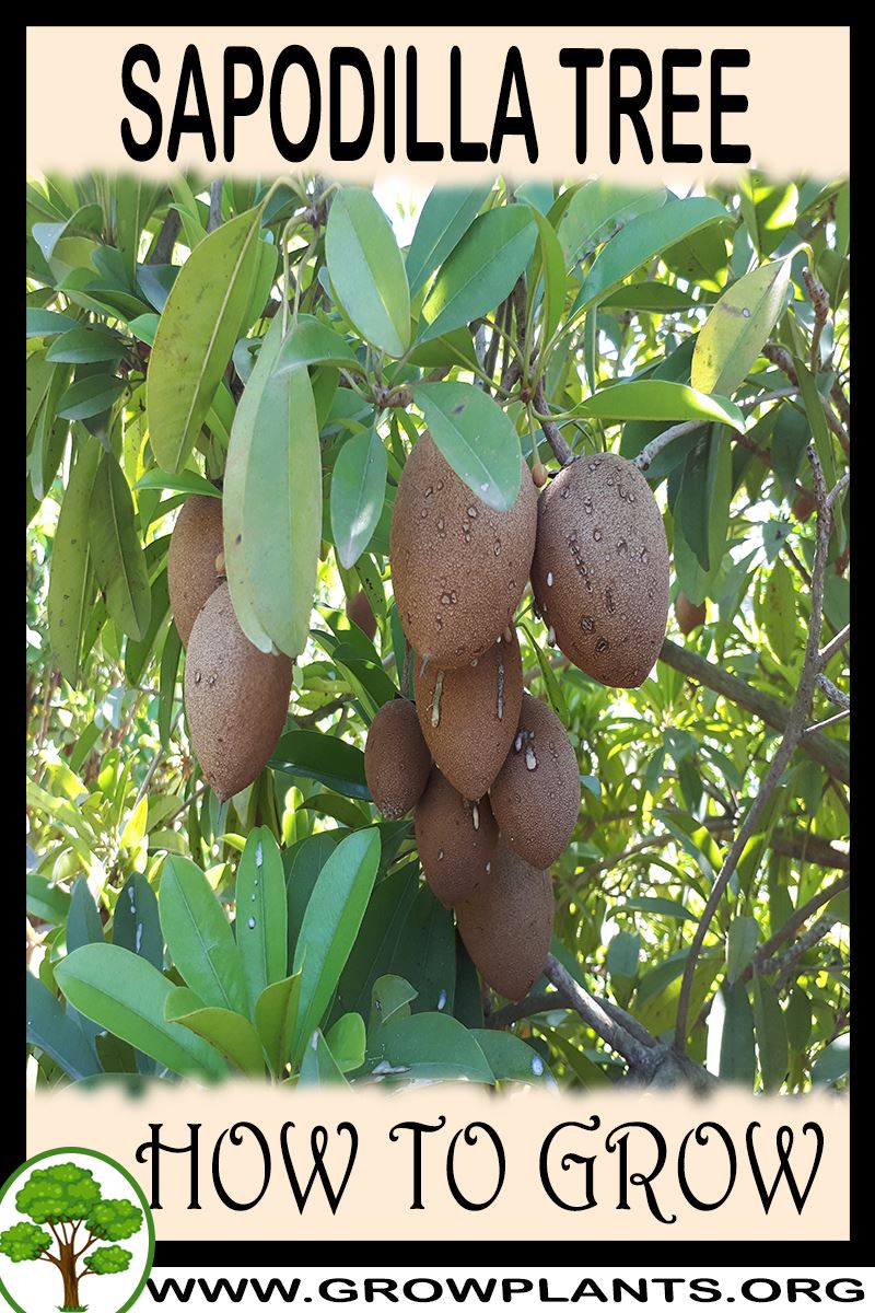 How to grow Sapodilla