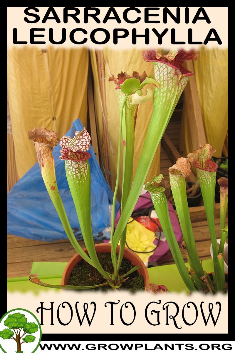 How to grow Sarracenia leucophylla