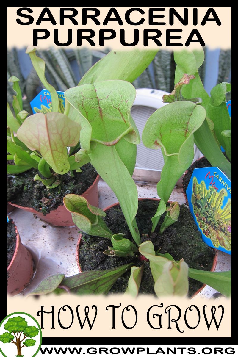 How to grow Sarracenia purpurea