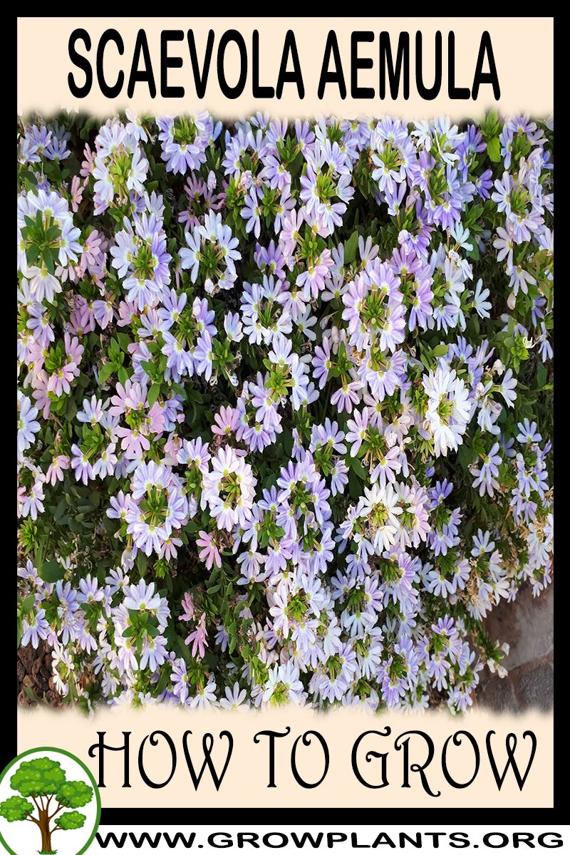 How to grow Scaevola aemula