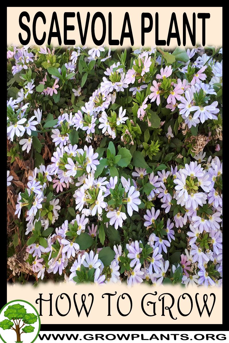 How to grow Scaevola plant