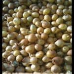Scallion
