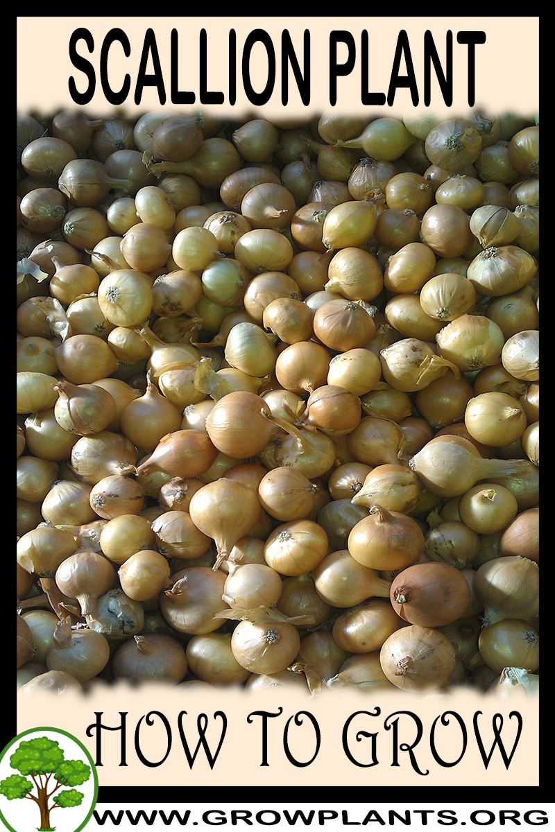 How to grow Scallion