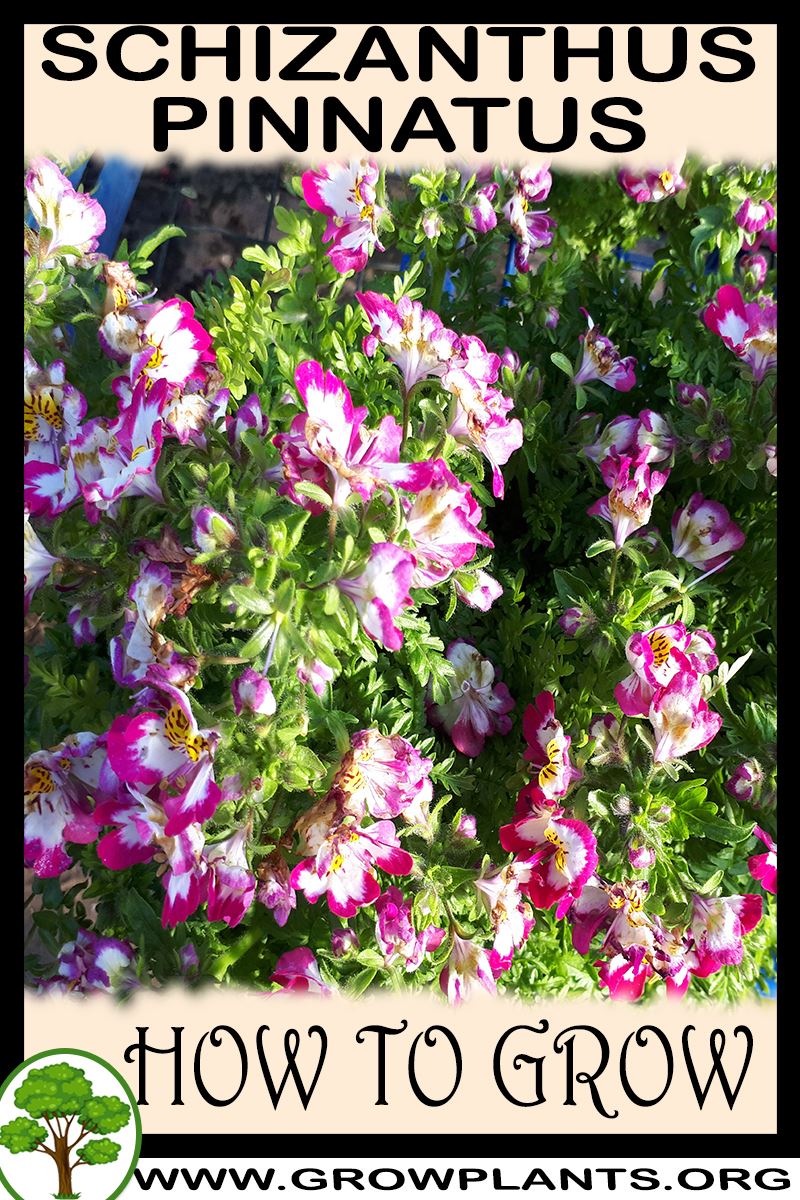 How to grow Schizanthus pinnatus
