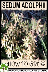 How to grow Sedum adolphii