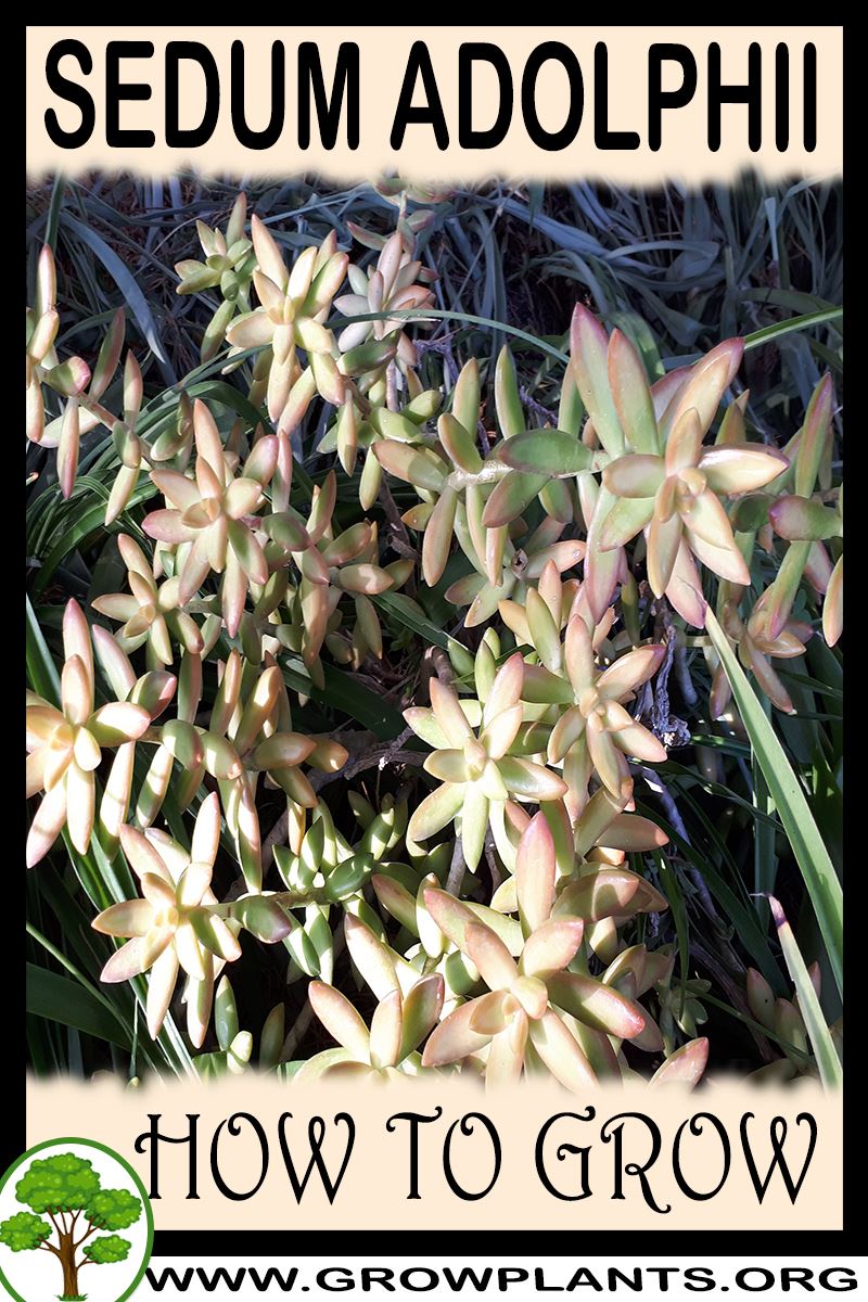 How to grow Sedum adolphii
