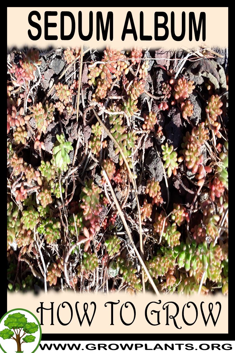 How to grow Sedum album
