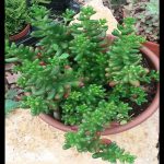 Sedum aurora