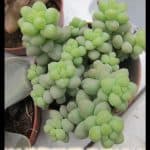 Sedum clavatum