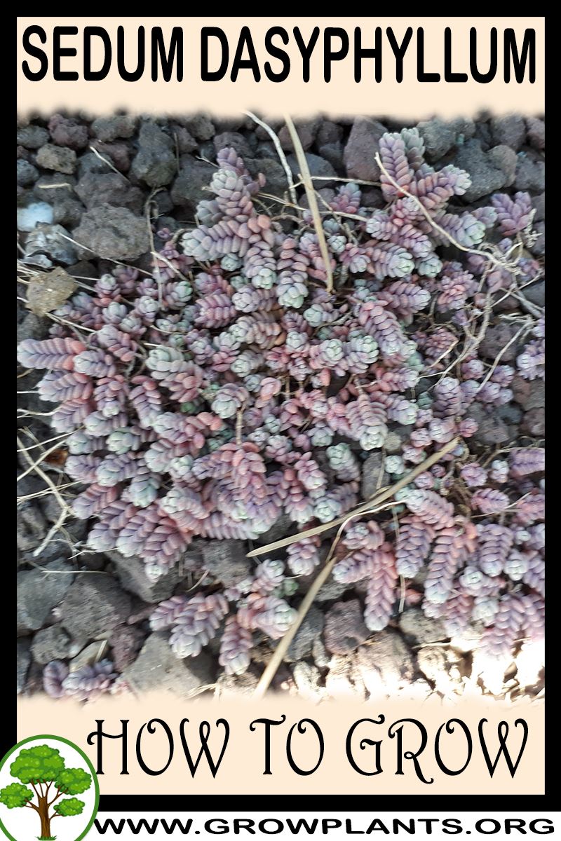 How to grow Sedum dasyphyllum