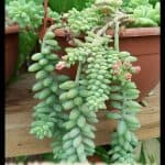 Sedum morganianum