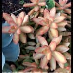 Sedum nussbaumerianum