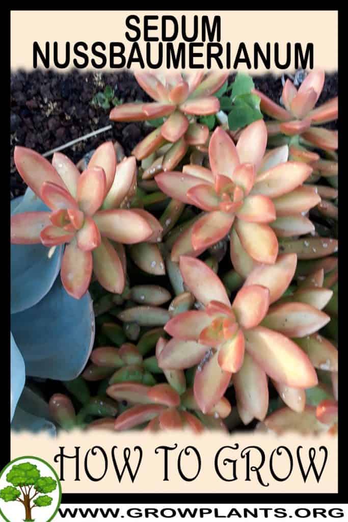 Sedum nussbaumerianum