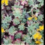 Sedum palmeri