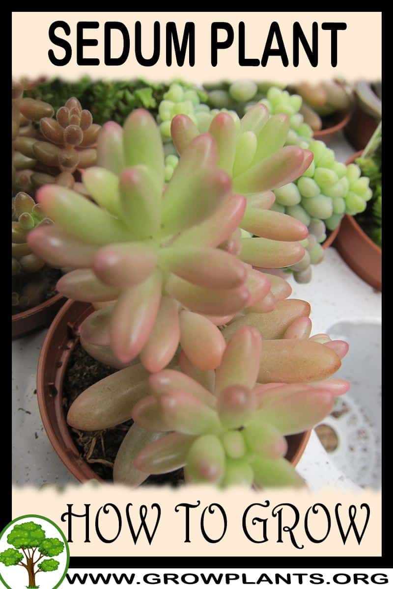 How to grow Sedum plant