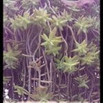 Sedum reflexum