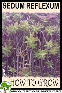 How to grow Sedum reflexum