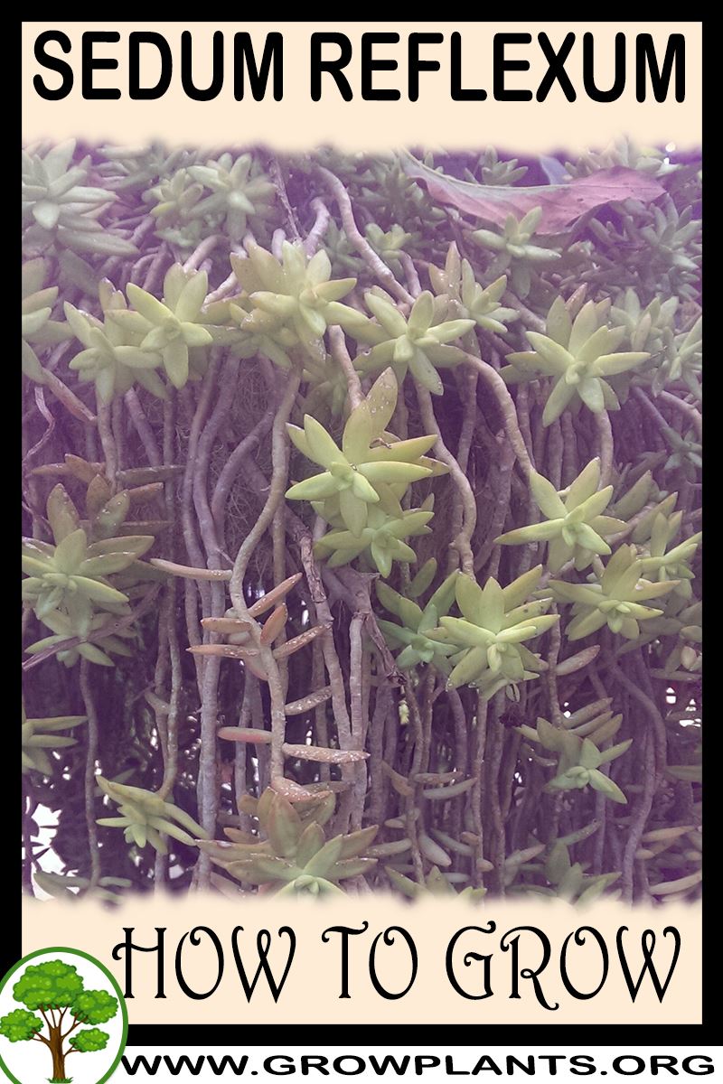 How to grow Sedum reflexum
