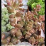 Sedum rubrotinctum